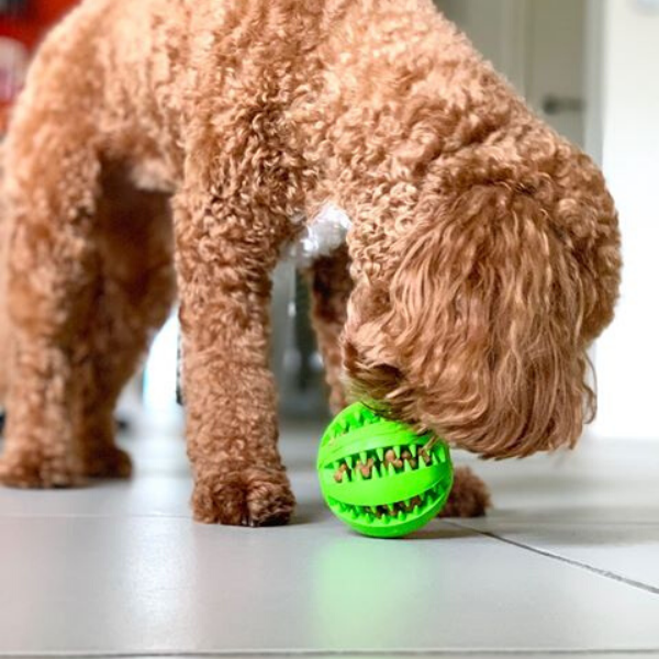 Fresh Bite Treat Ball