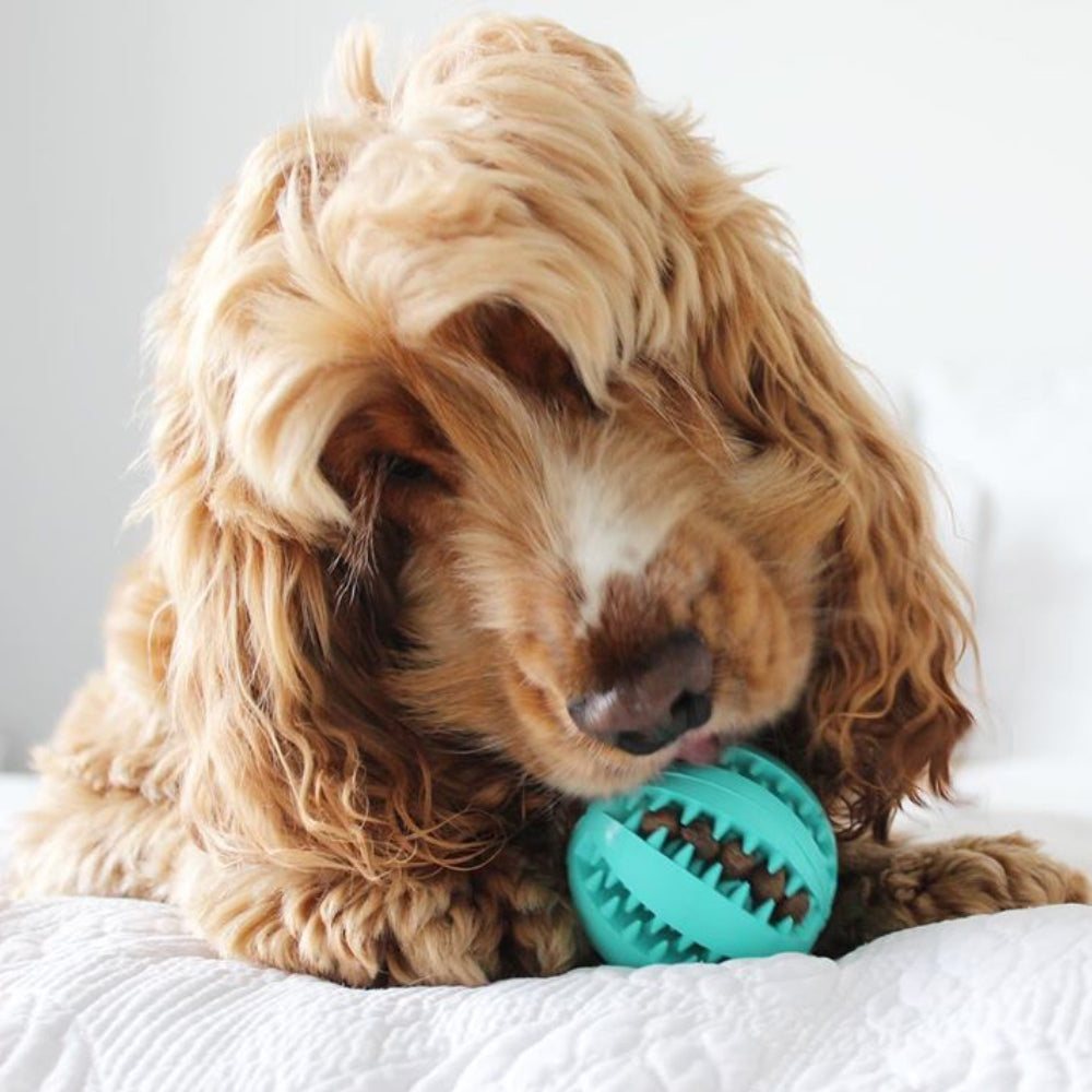 Fresh Bite Treat Ball