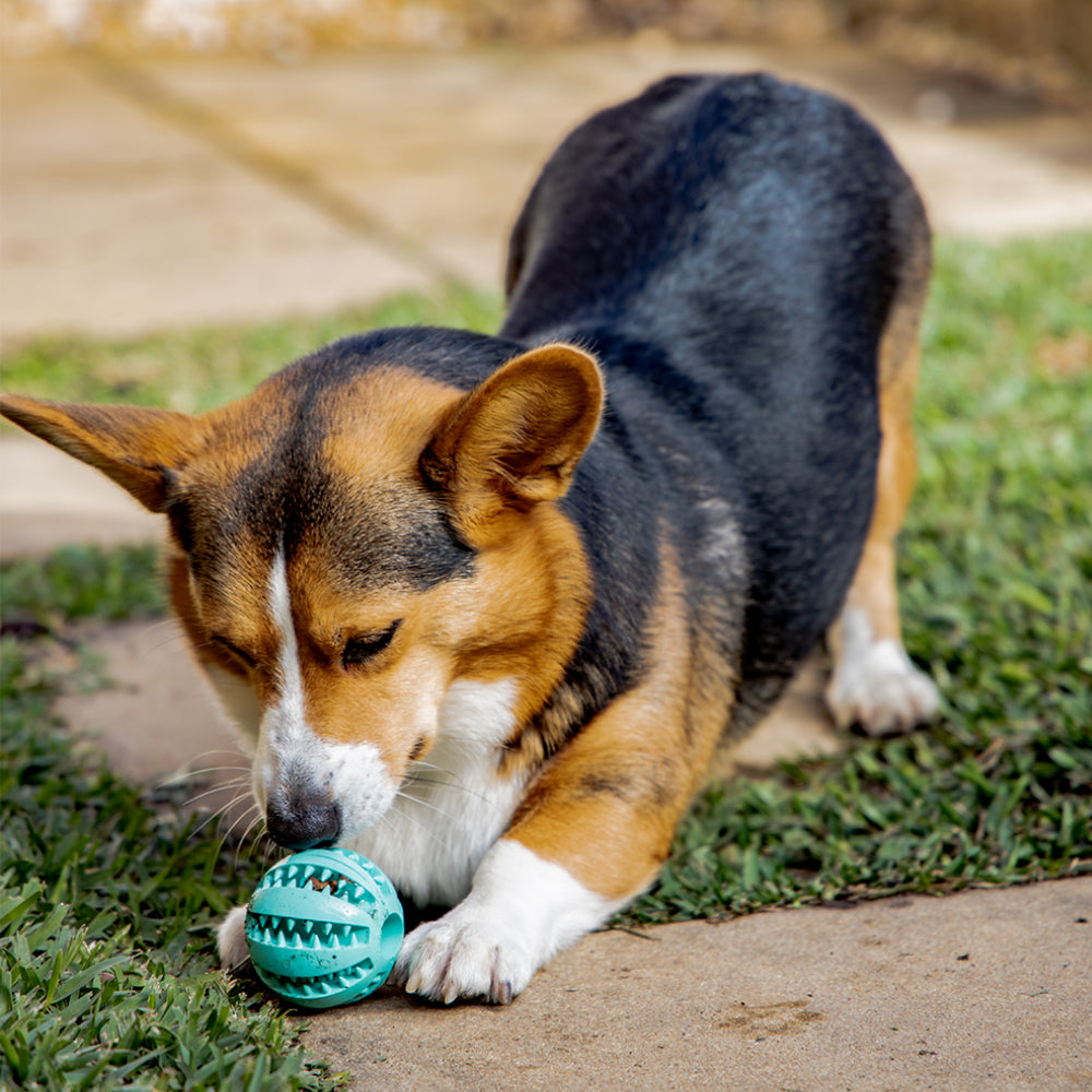 Fresh Bite Treat Ball