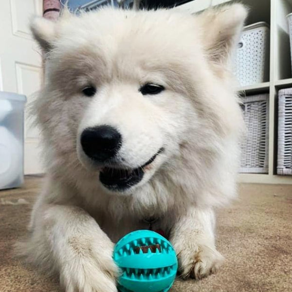 Fresh Bite Treat Ball